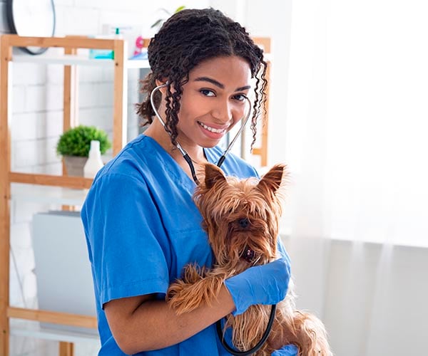 MedVet_1723735573